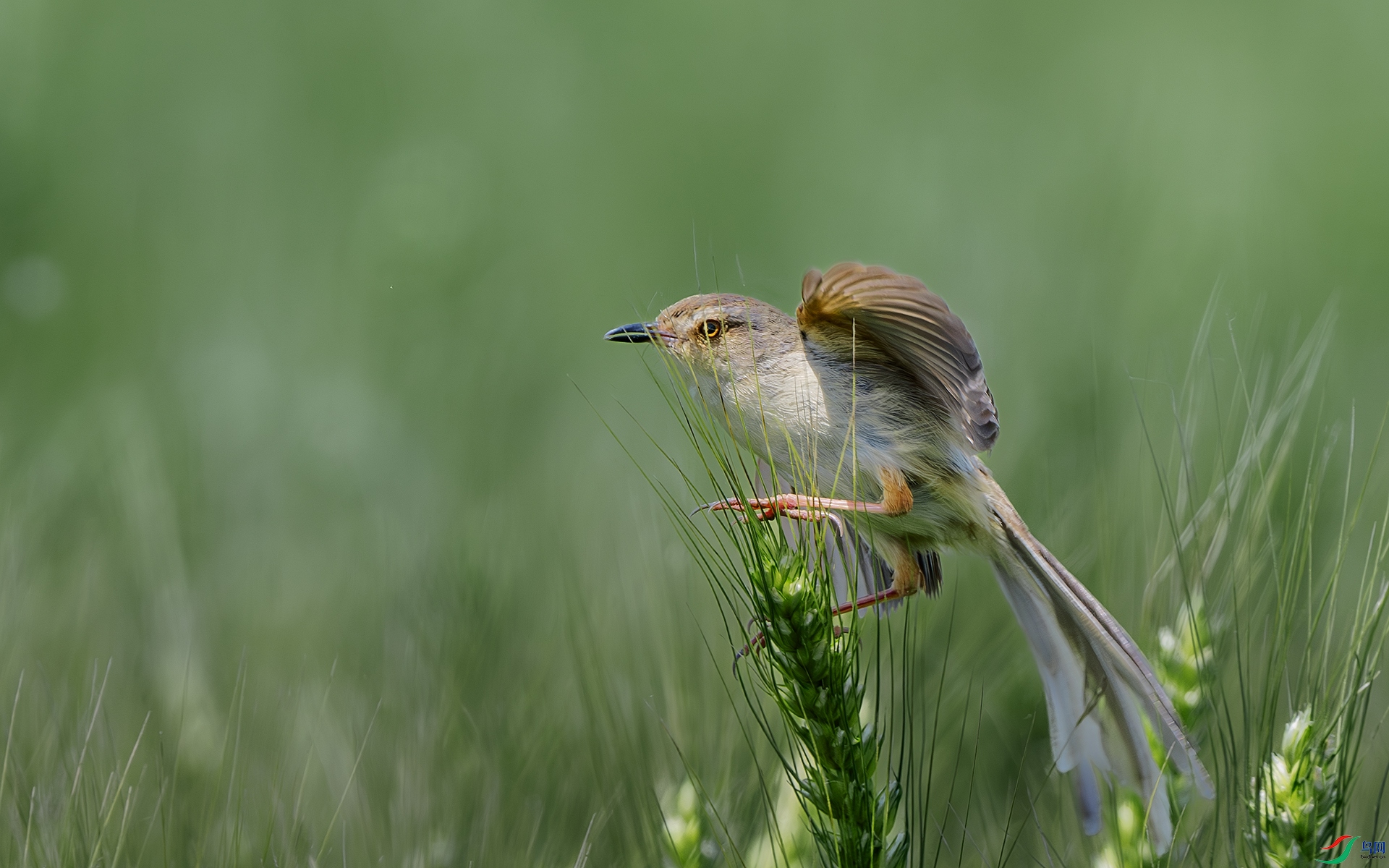 DSC_4369-����ǿ-NR ����.jpg