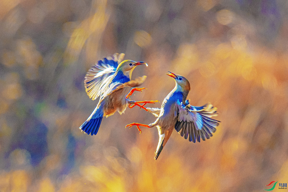 DSC_4819-����ǿ.jpg
