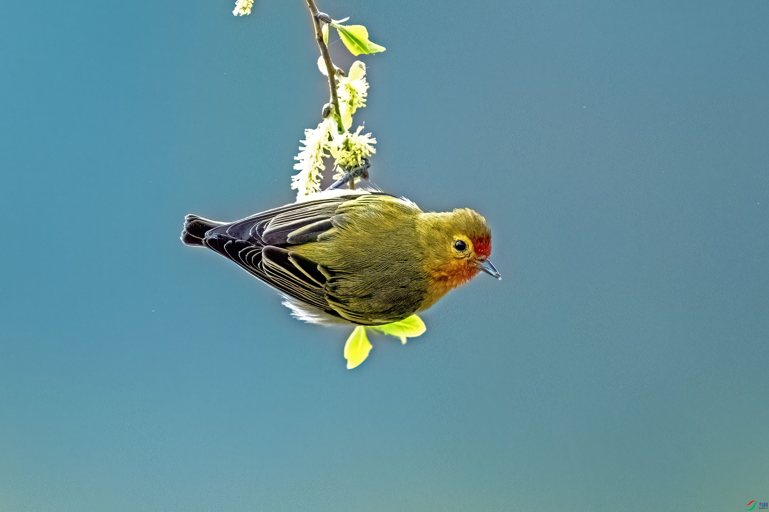 DSC_3129.jpg