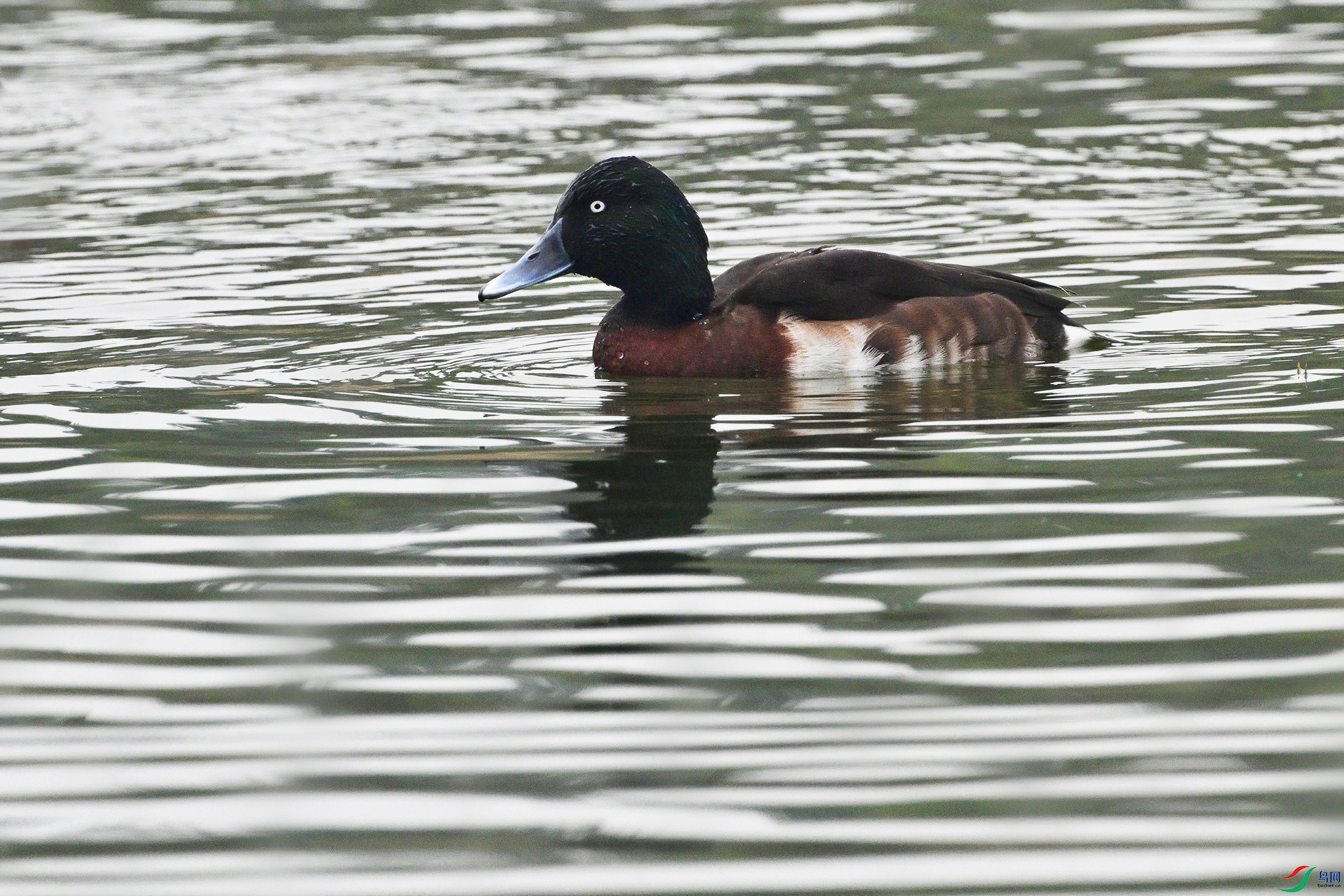DSC_6972_.jpg