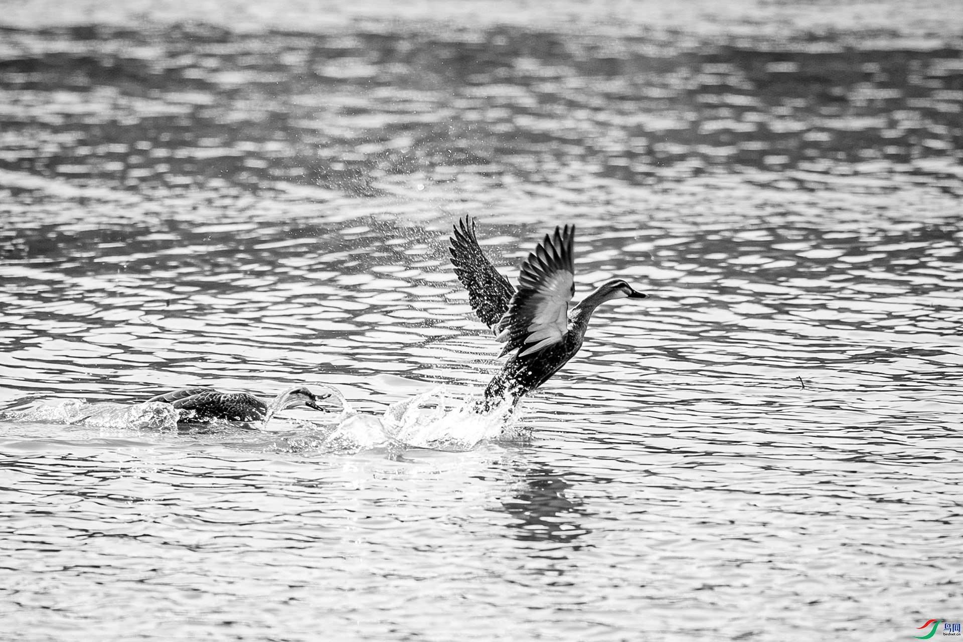 _DSC30590.jpg