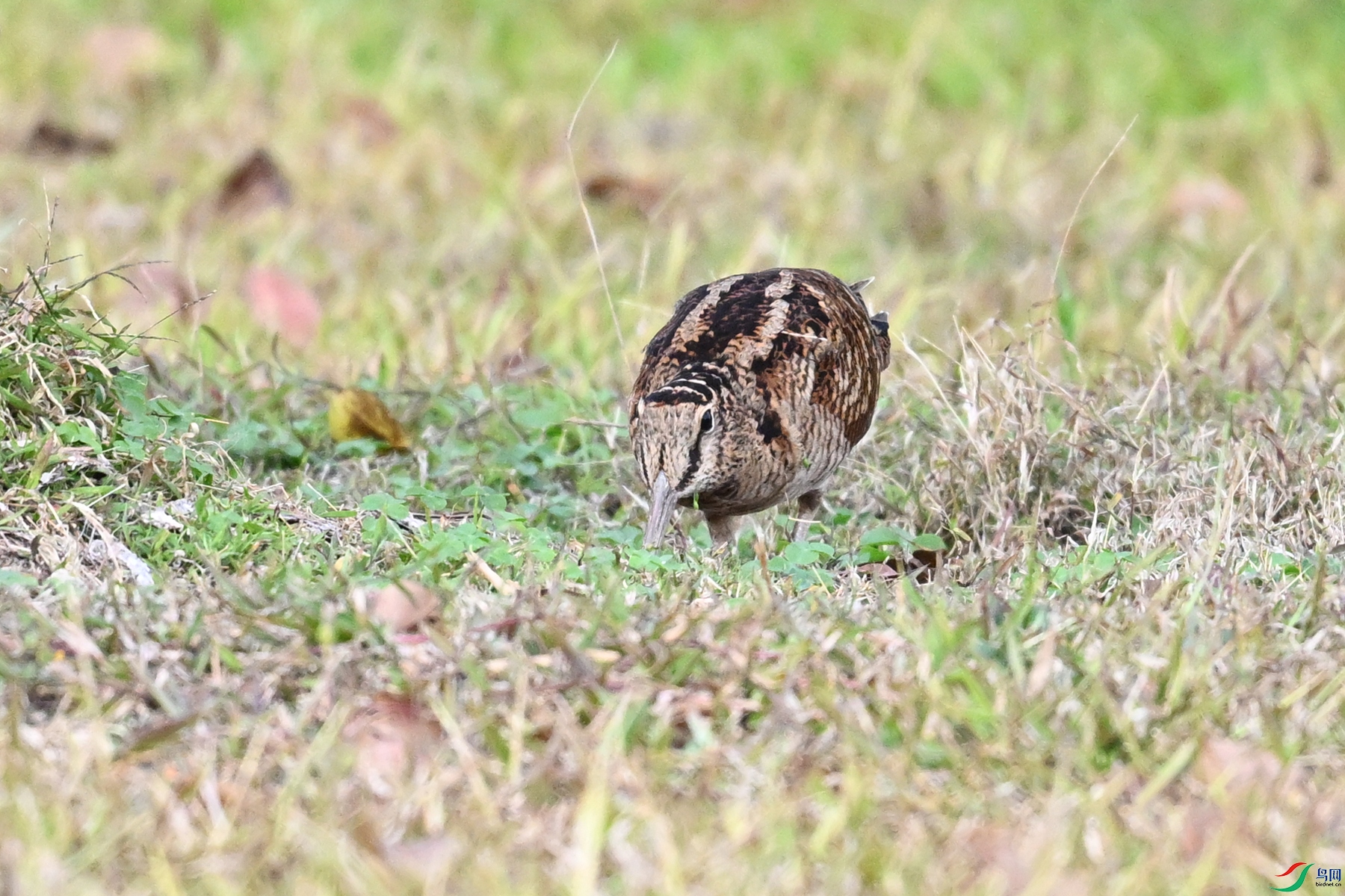 DSC_8486.JPG
