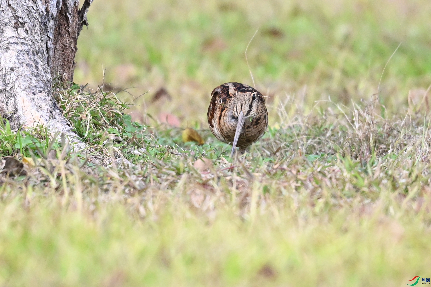 DSC_8511.JPG