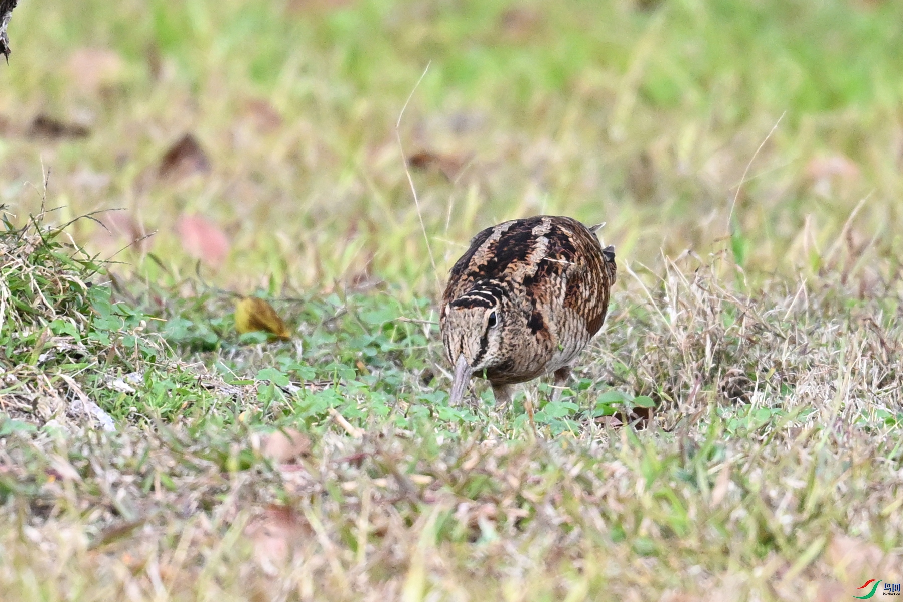 DSC_8488.JPG