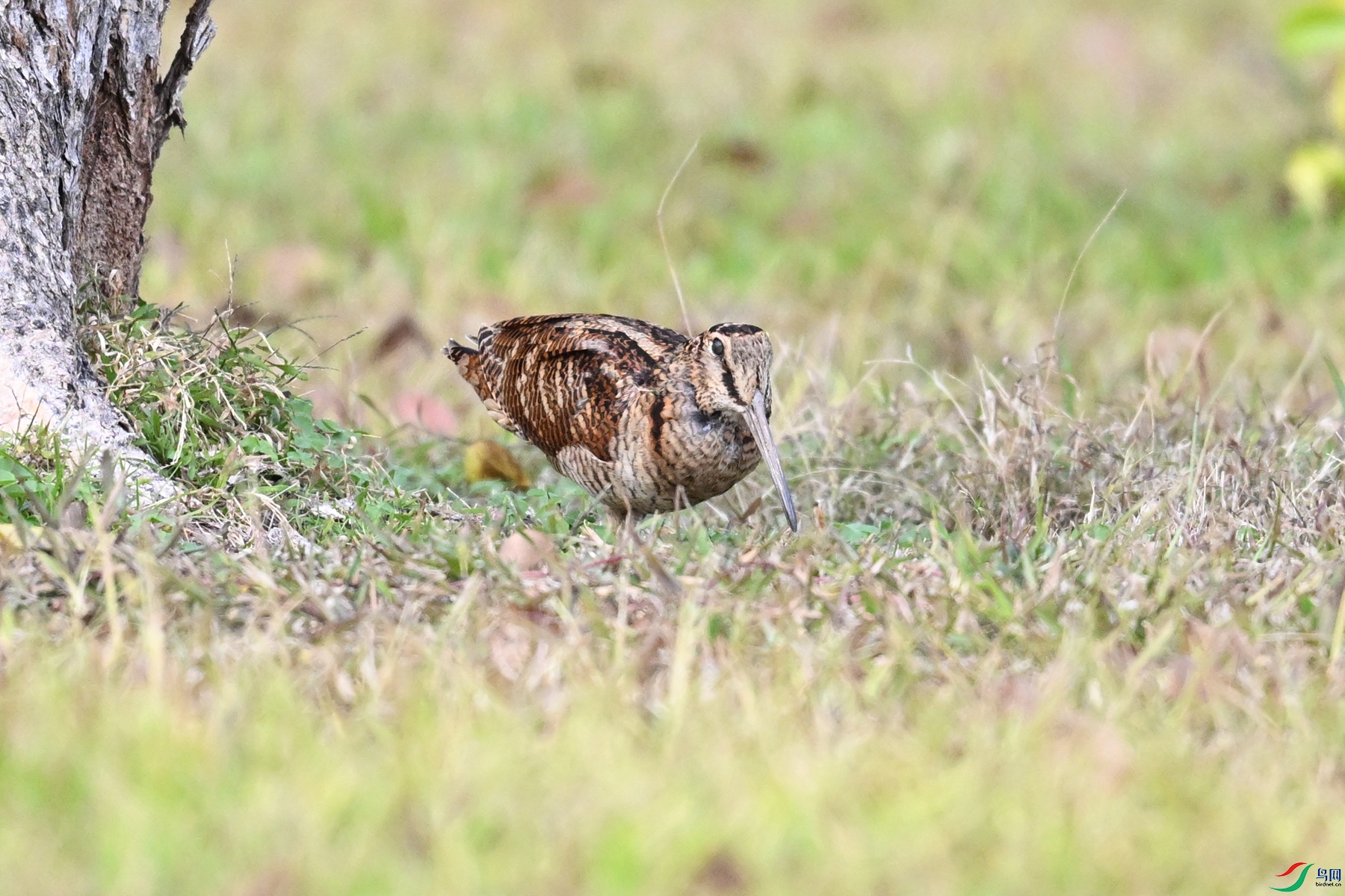 DSC_8514.JPG