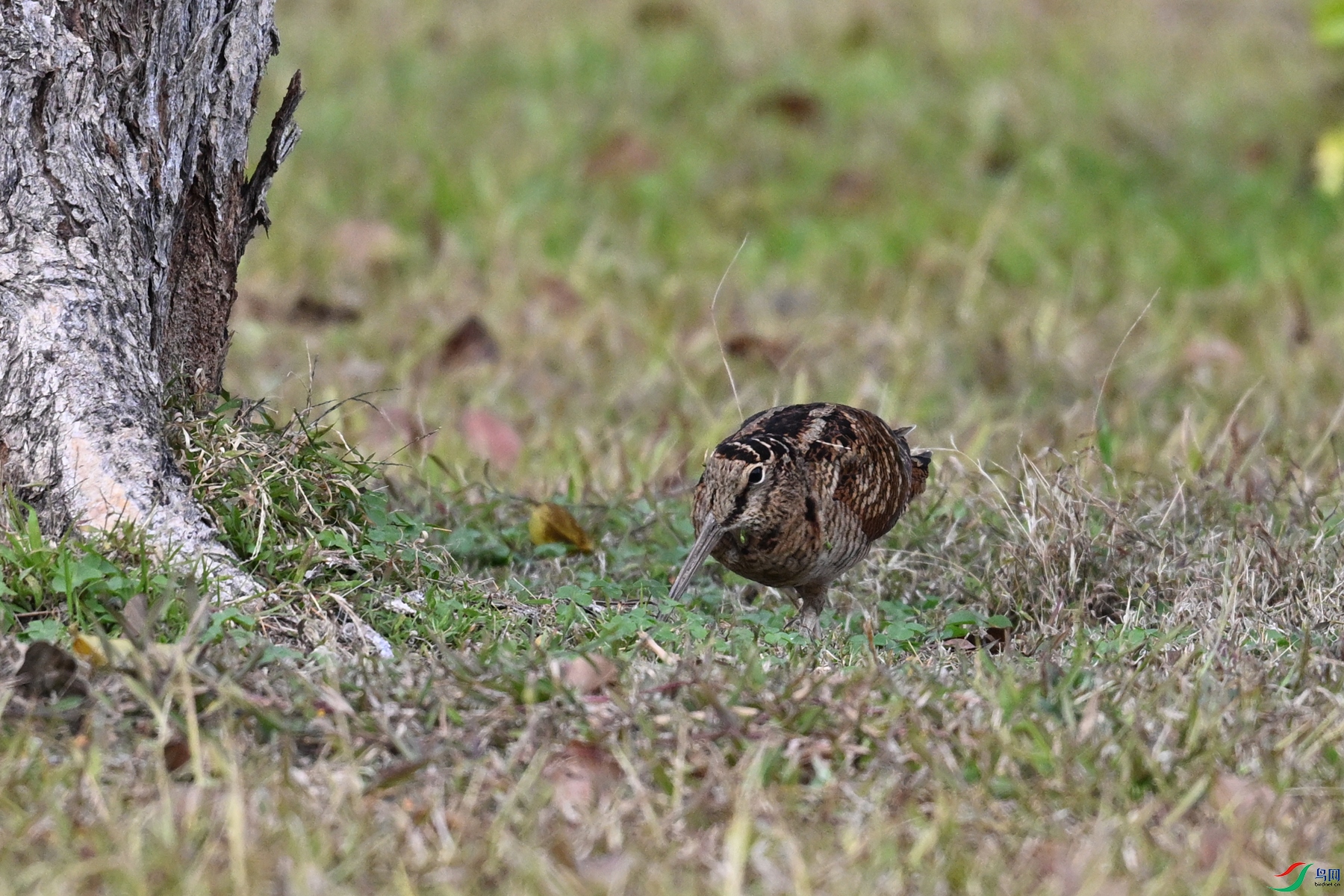 DSC_8493.JPG