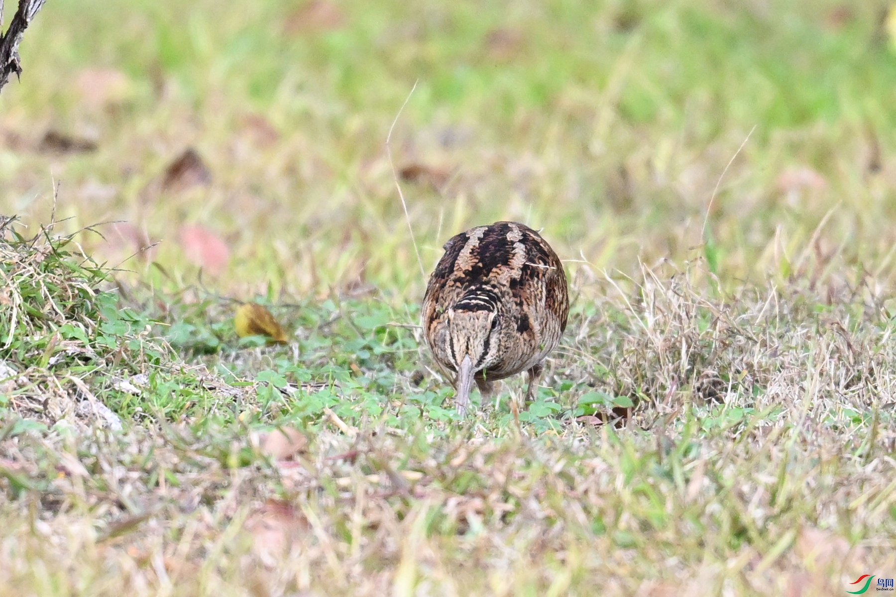 DSC_8490.JPG