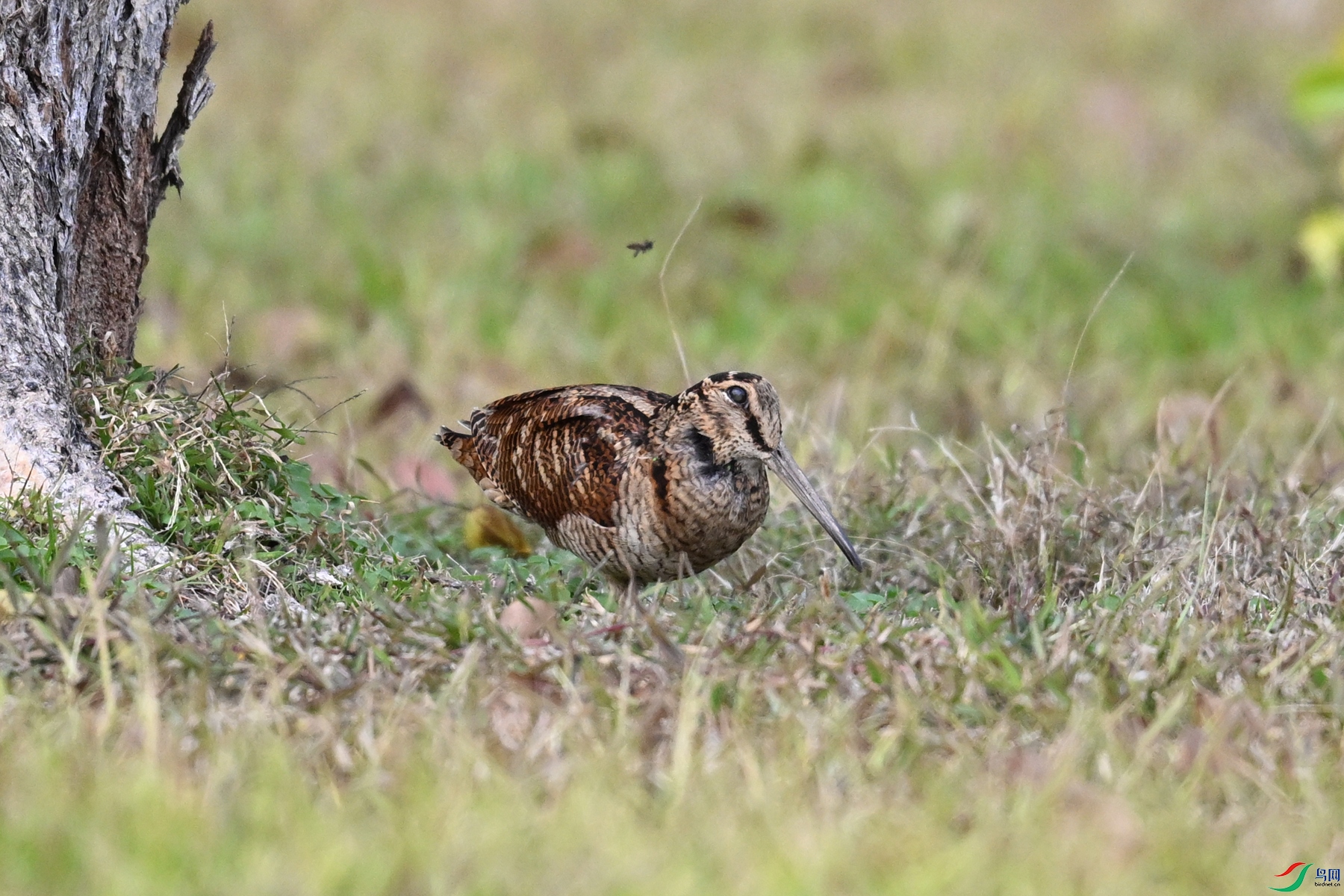 DSC_8520.JPG