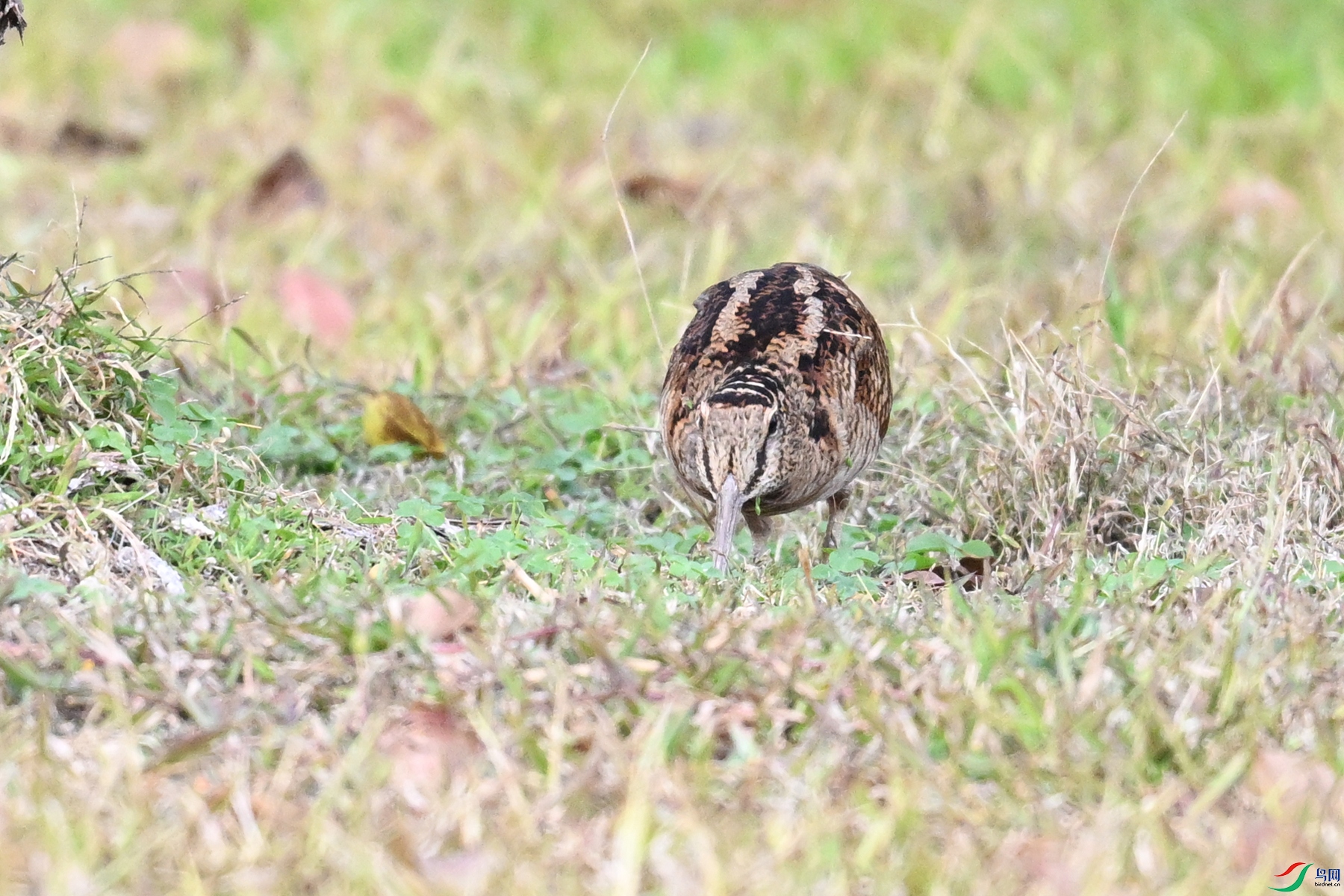 DSC_8491.JPG