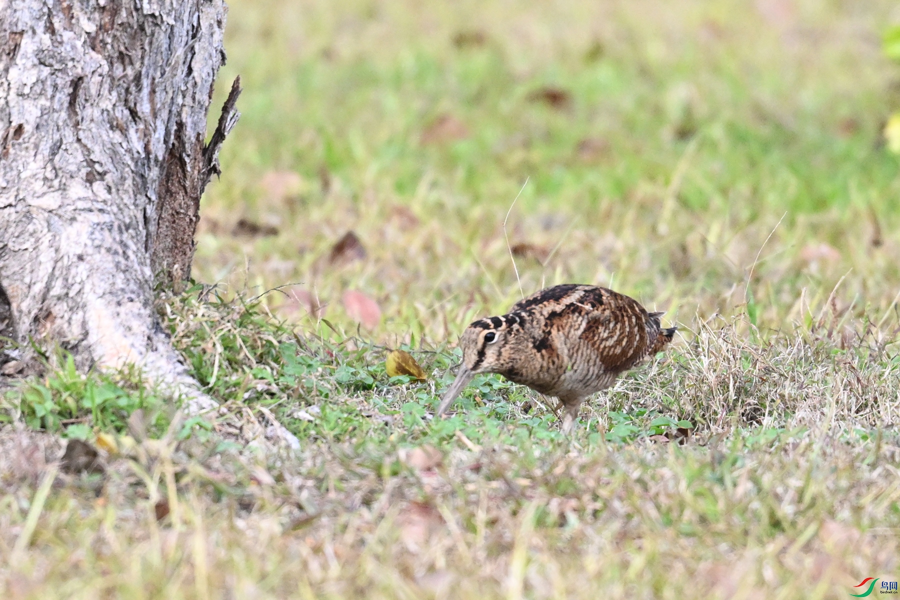 DSC_8495.JPG