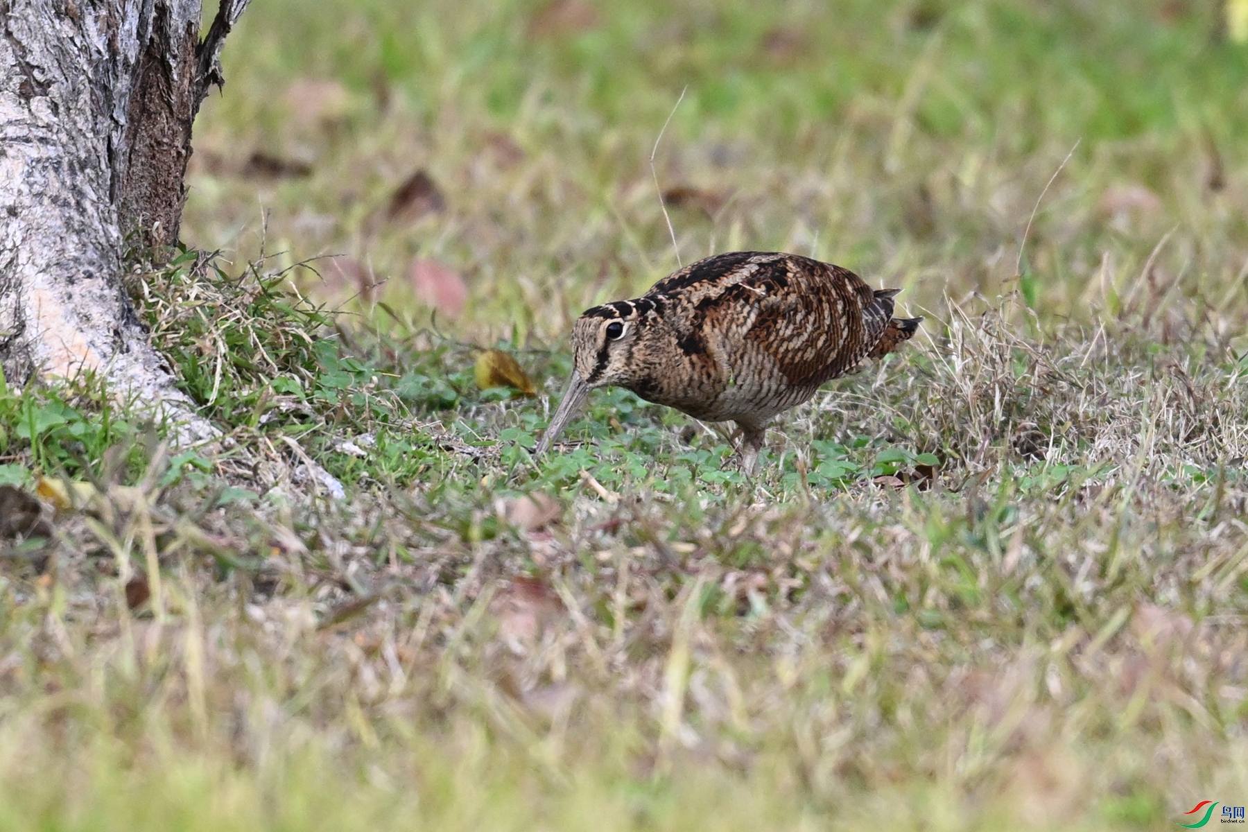 DSC_8497.JPG