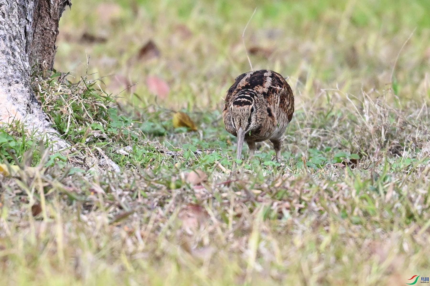 DSC_8503.JPG