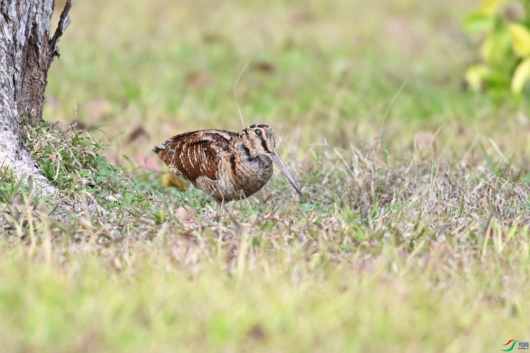 DSC_8532.JPG