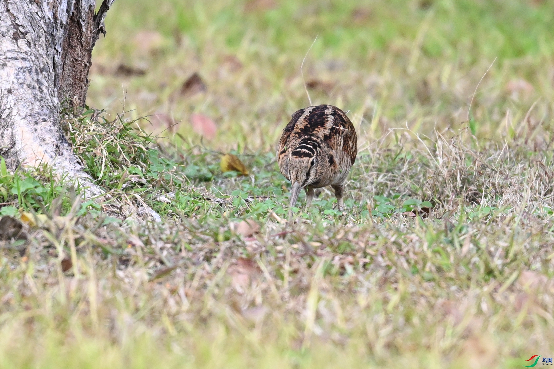 DSC_8507.JPG