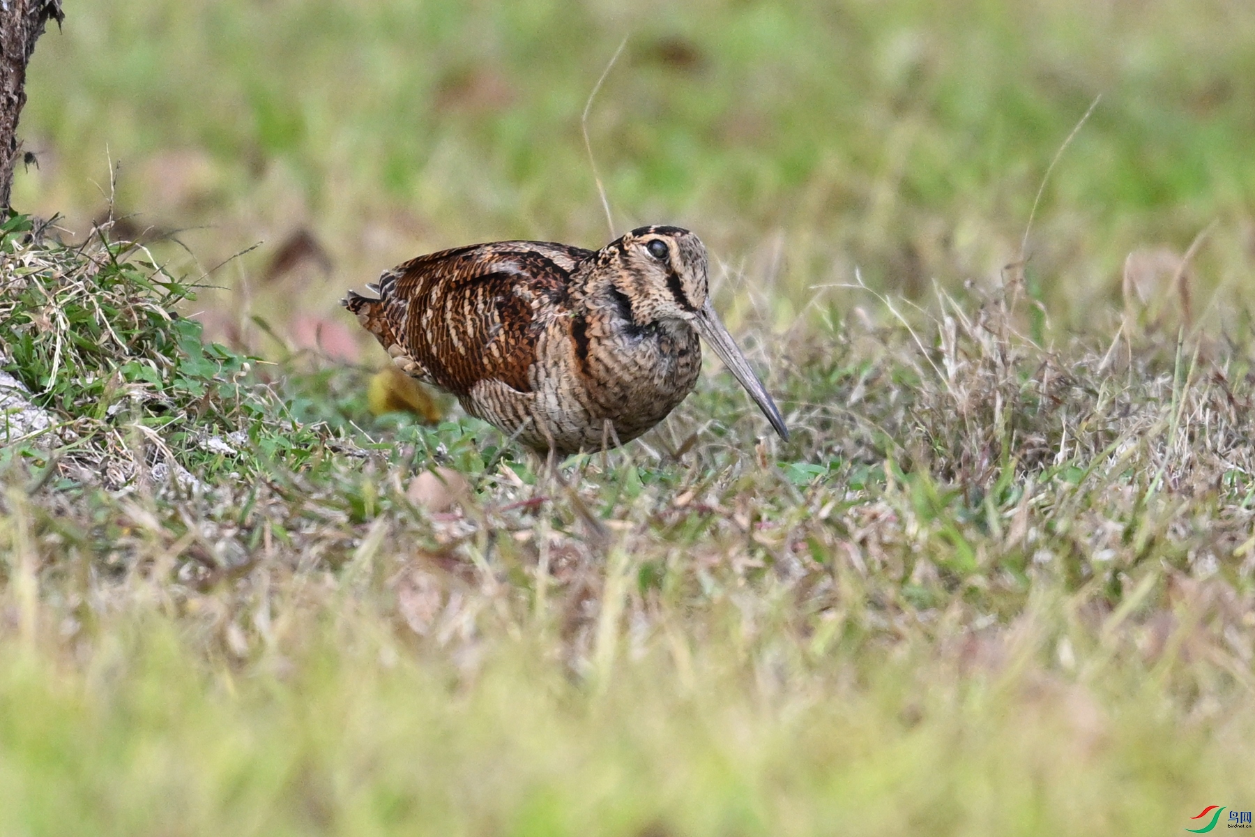DSC_8534.JPG