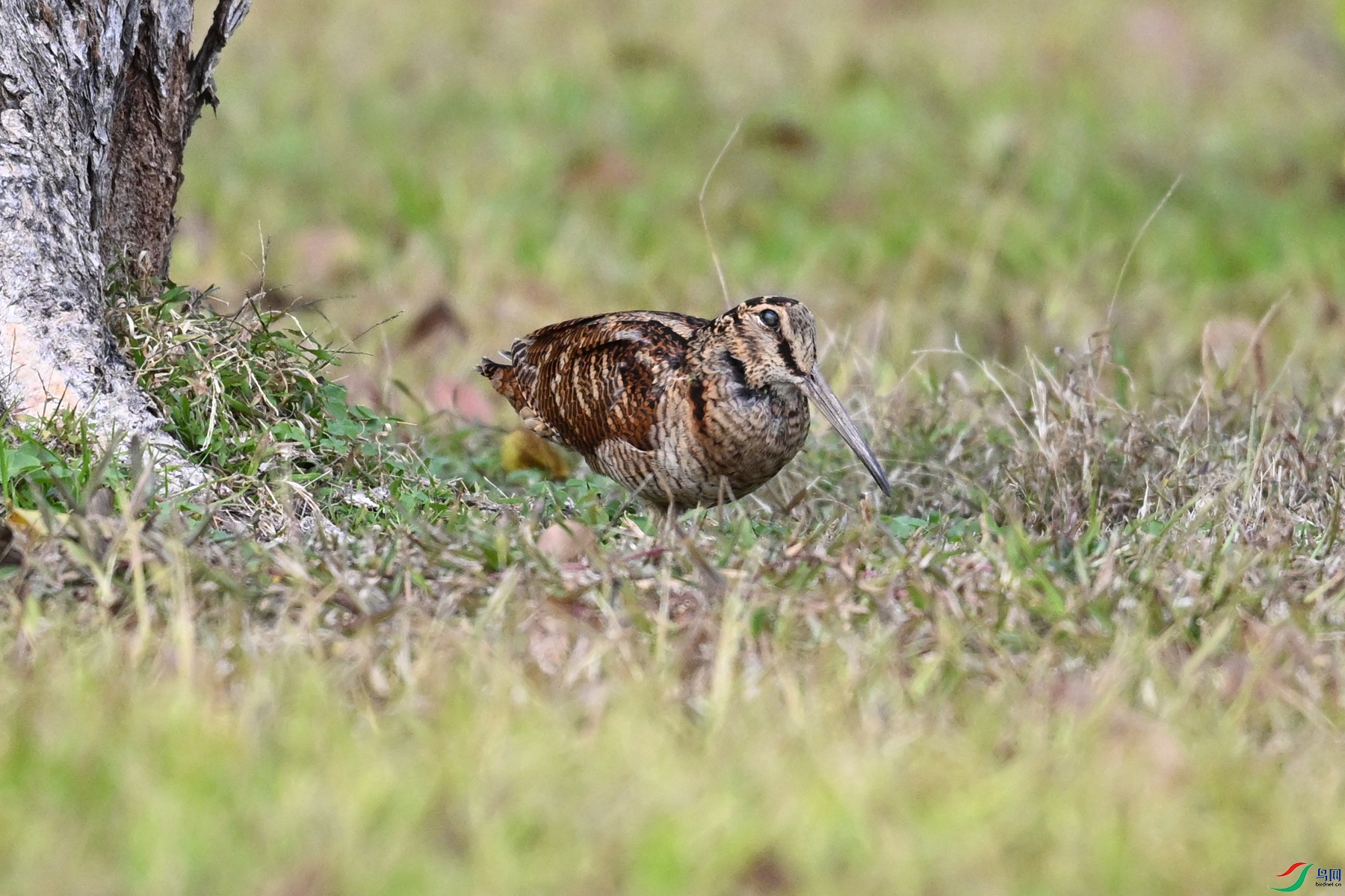 DSC_8537.JPG