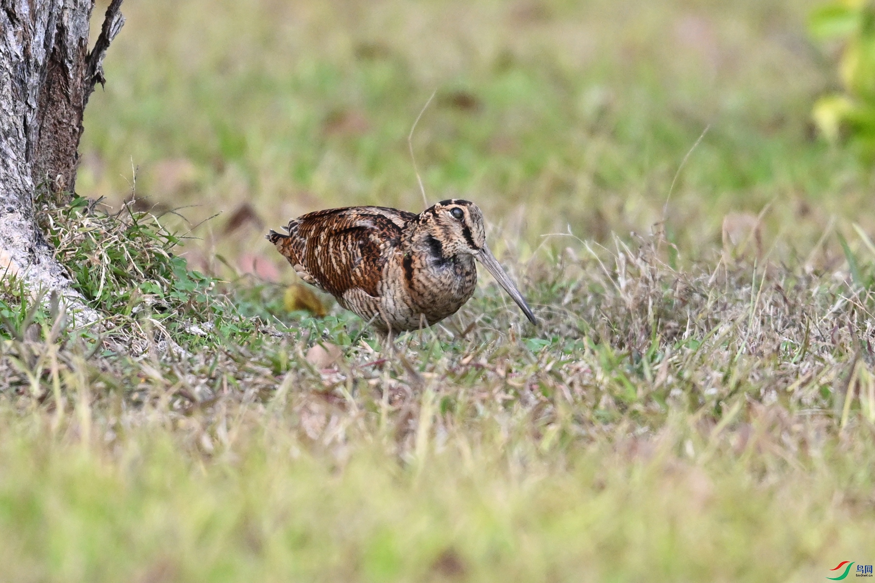 DSC_8516.JPG