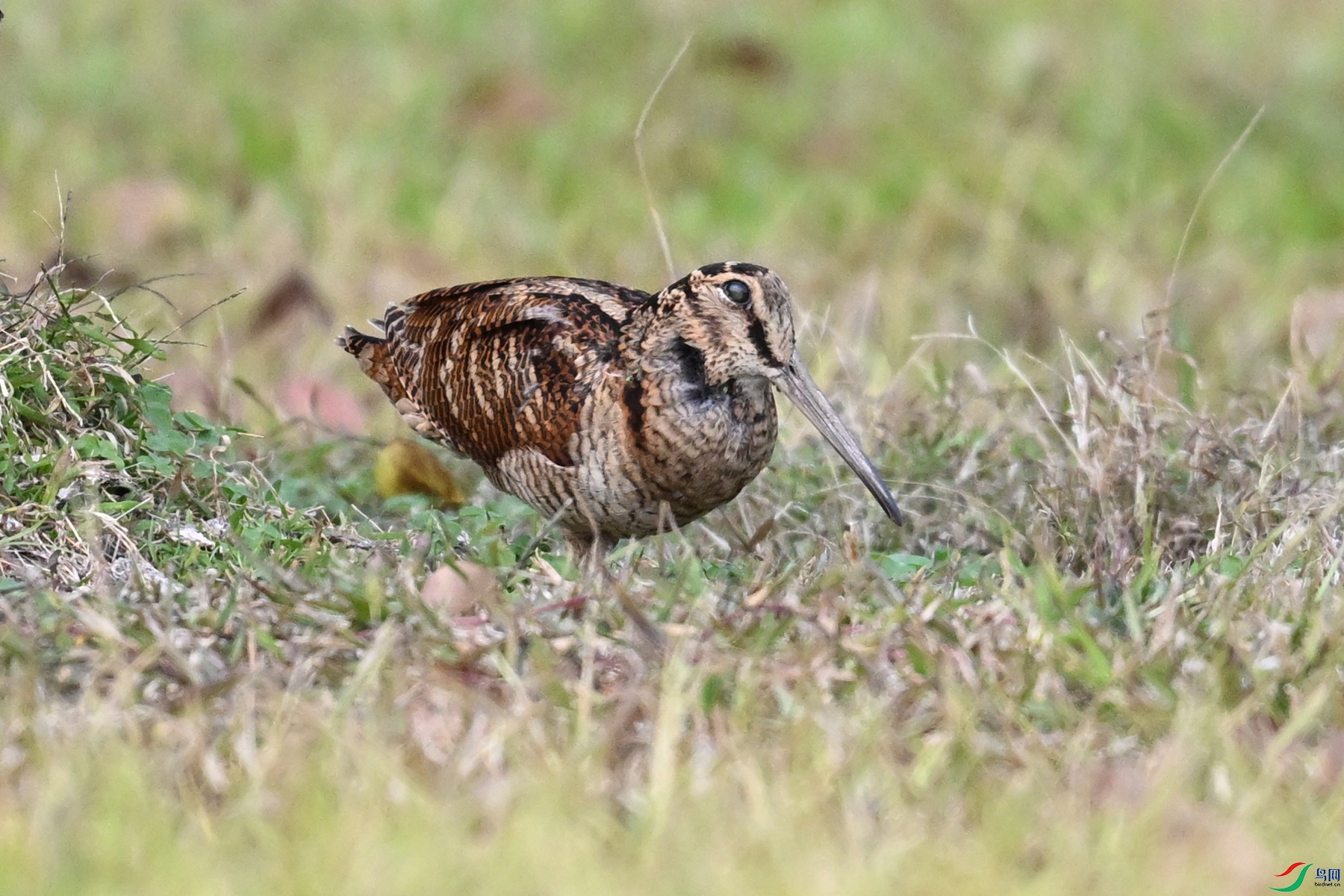 DSC_8517.JPG