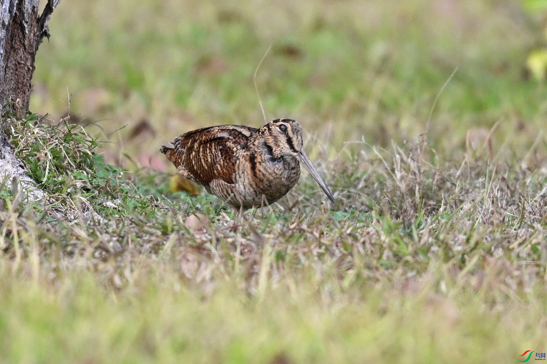 DSC_8541.JPG