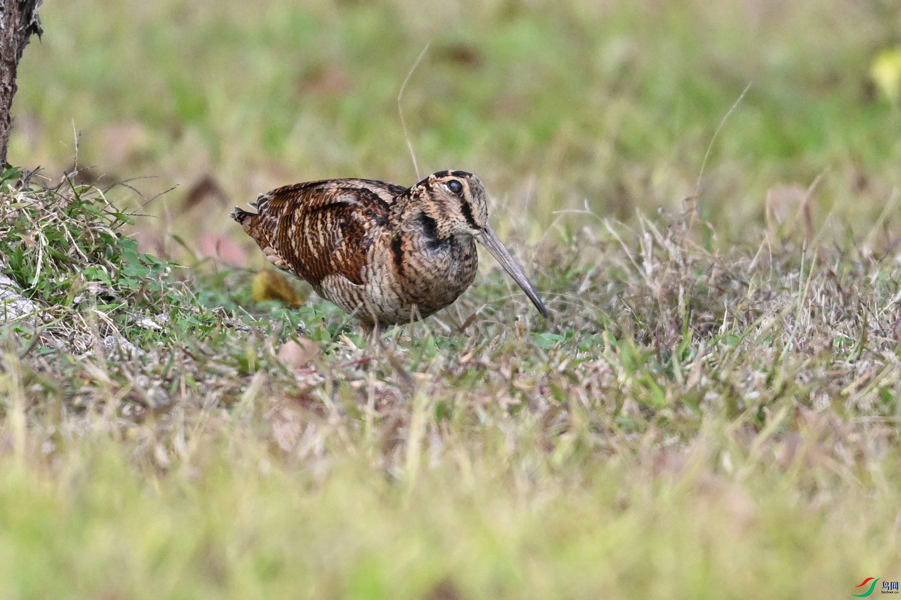 DSC_8519.JPG