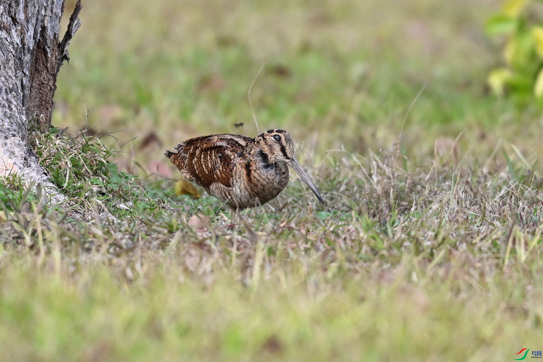 DSC_8523.JPG