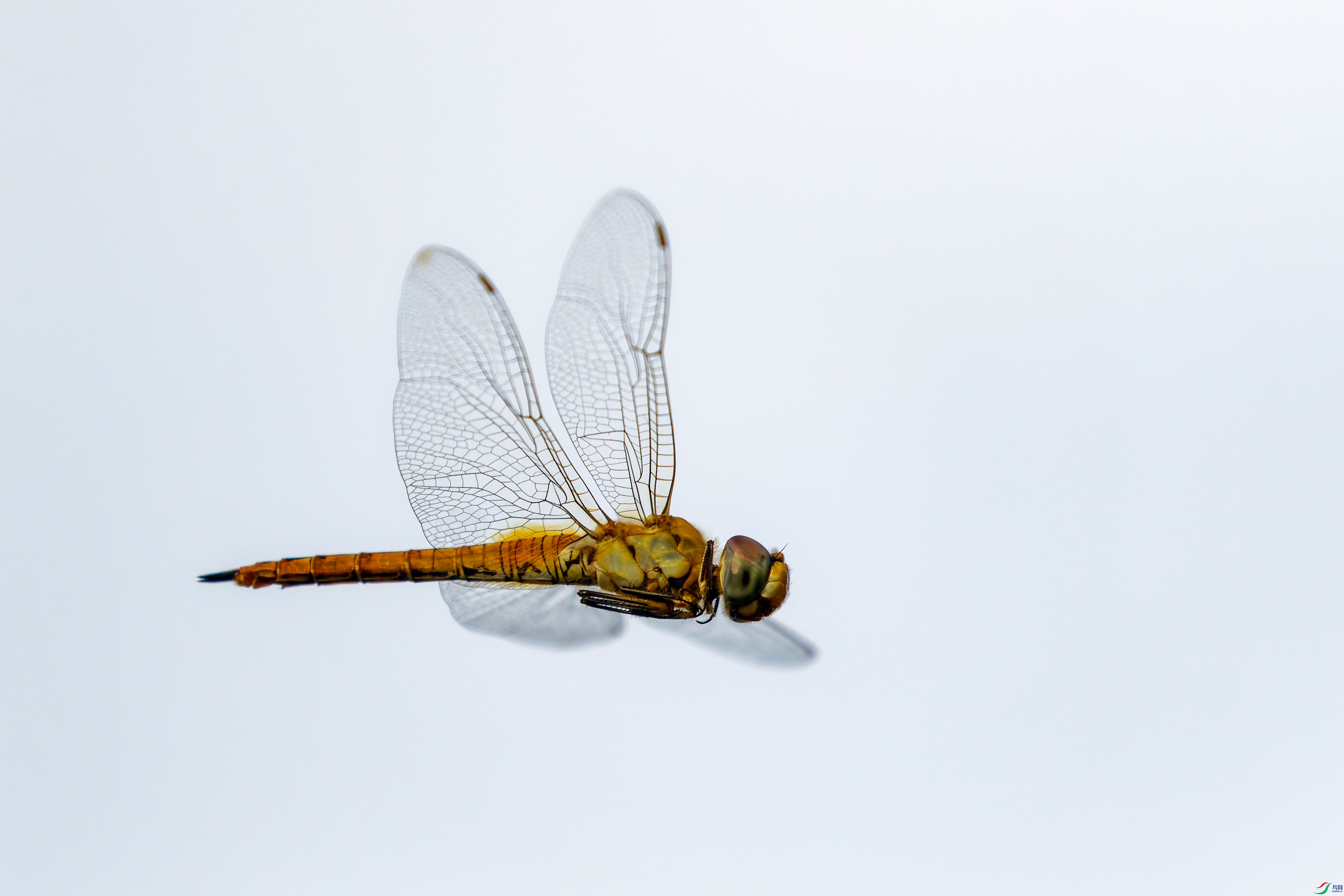 7D2_9196-CR2_DxO_DeepPRIME-1-1.jpg