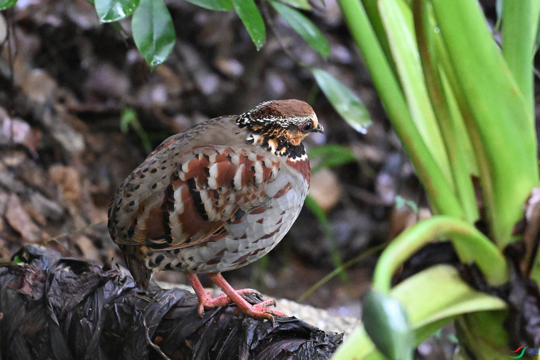 DSC_3650.JPG