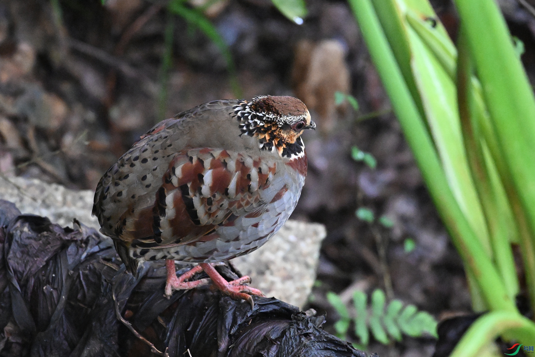 DSC_3680.JPG
