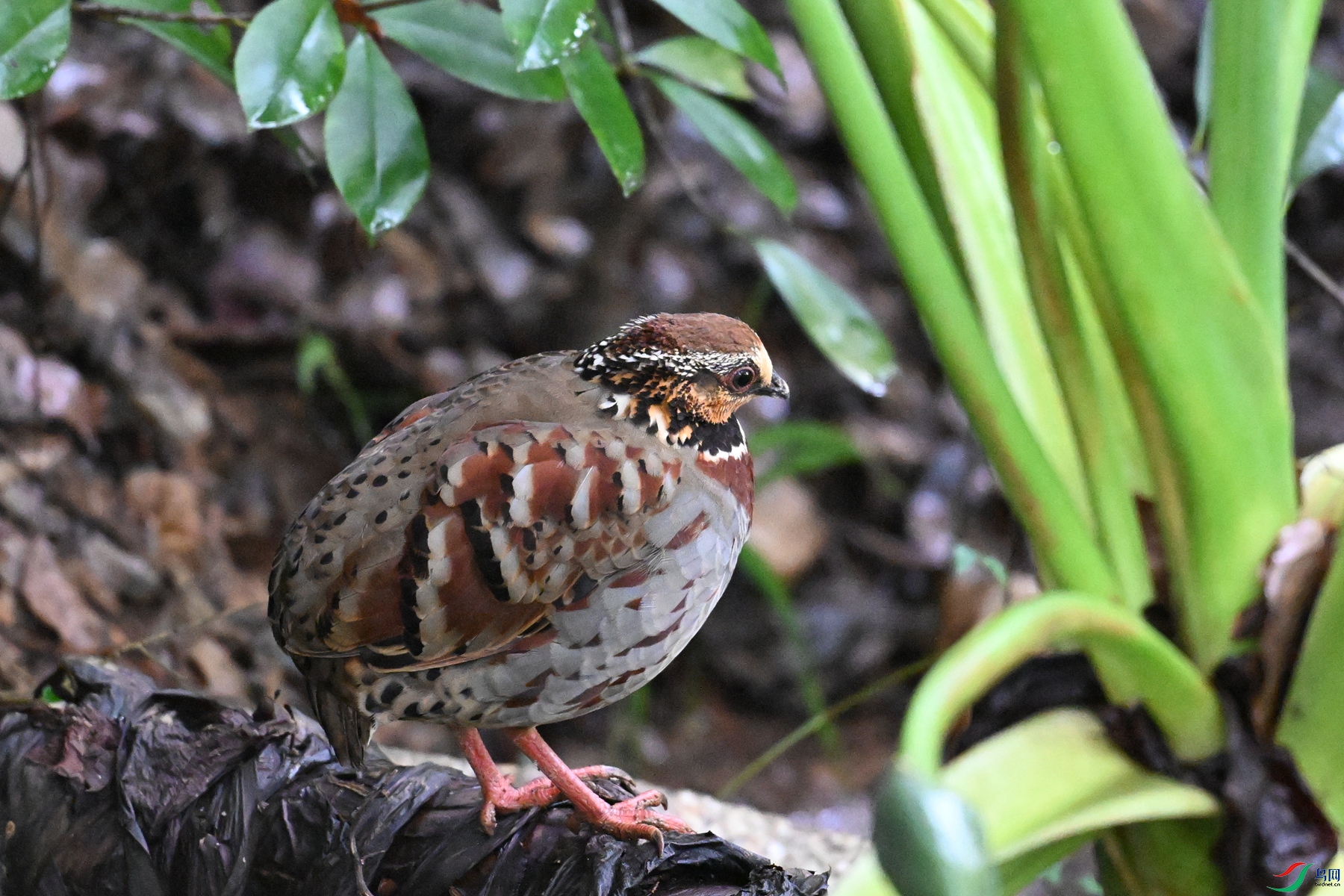 DSC_3651.JPG