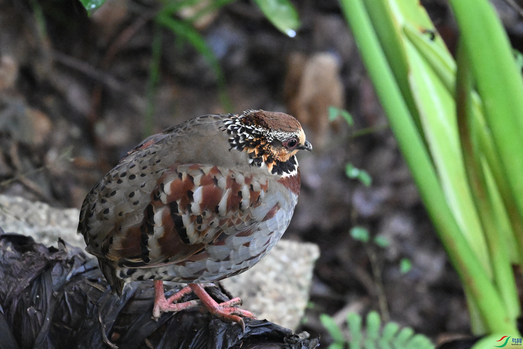 DSC_3683.JPG