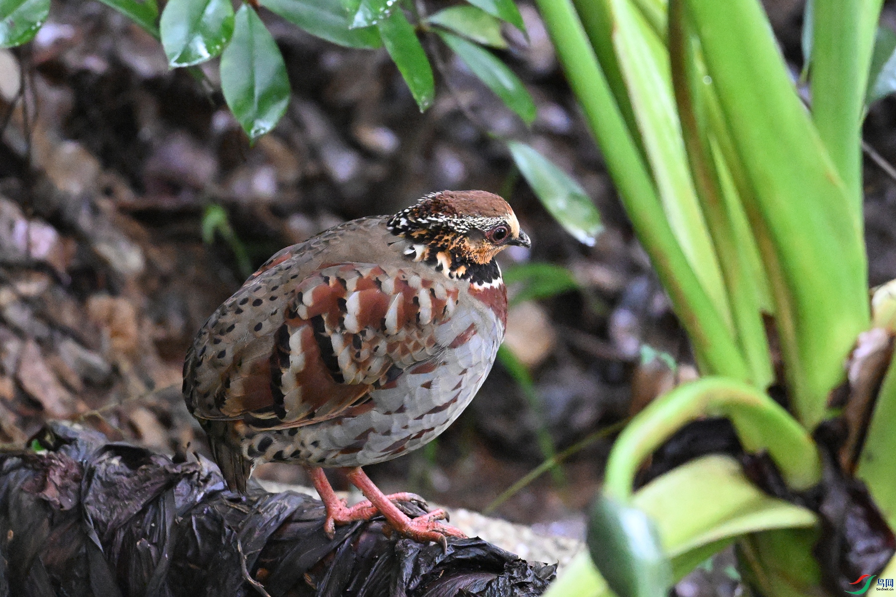 DSC_3653.JPG