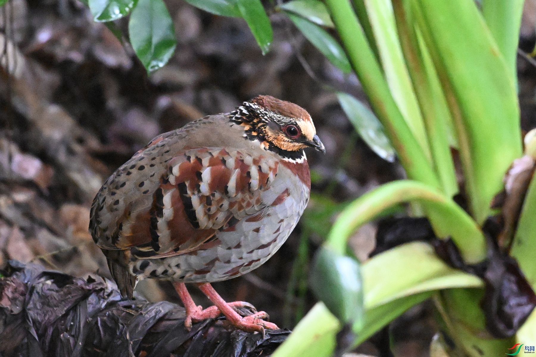 DSC_3671.JPG