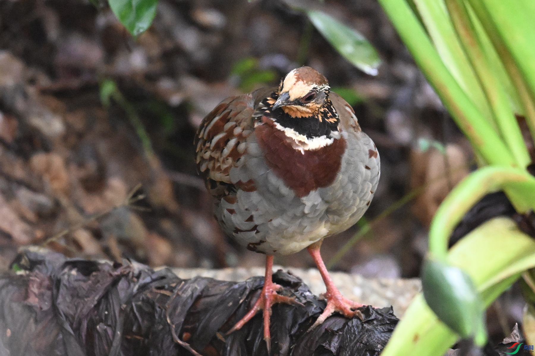 DSC_3697.JPG