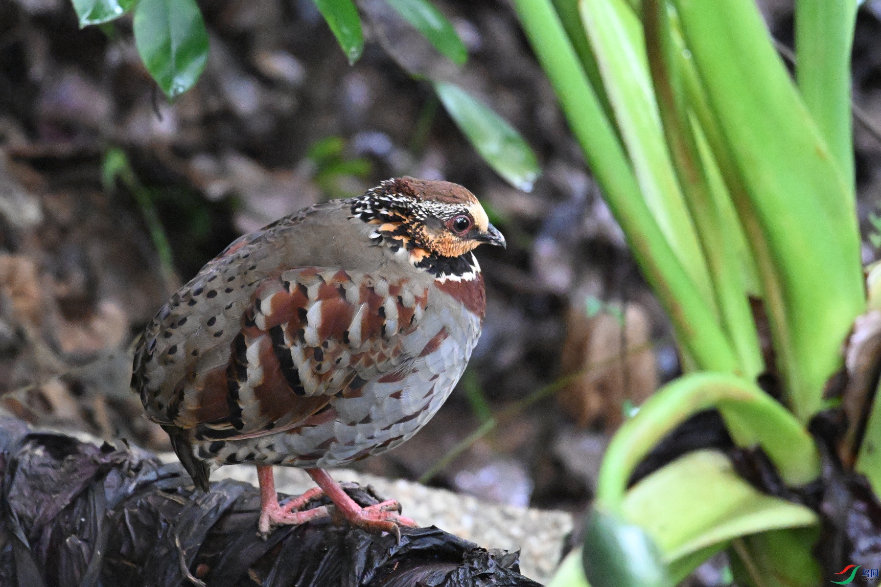 DSC_3673.JPG