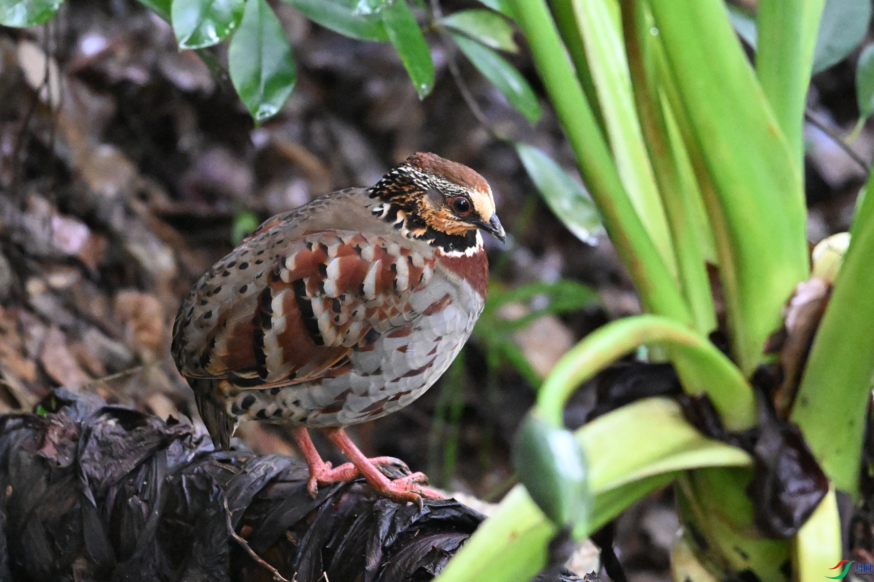 DSC_3655.JPG