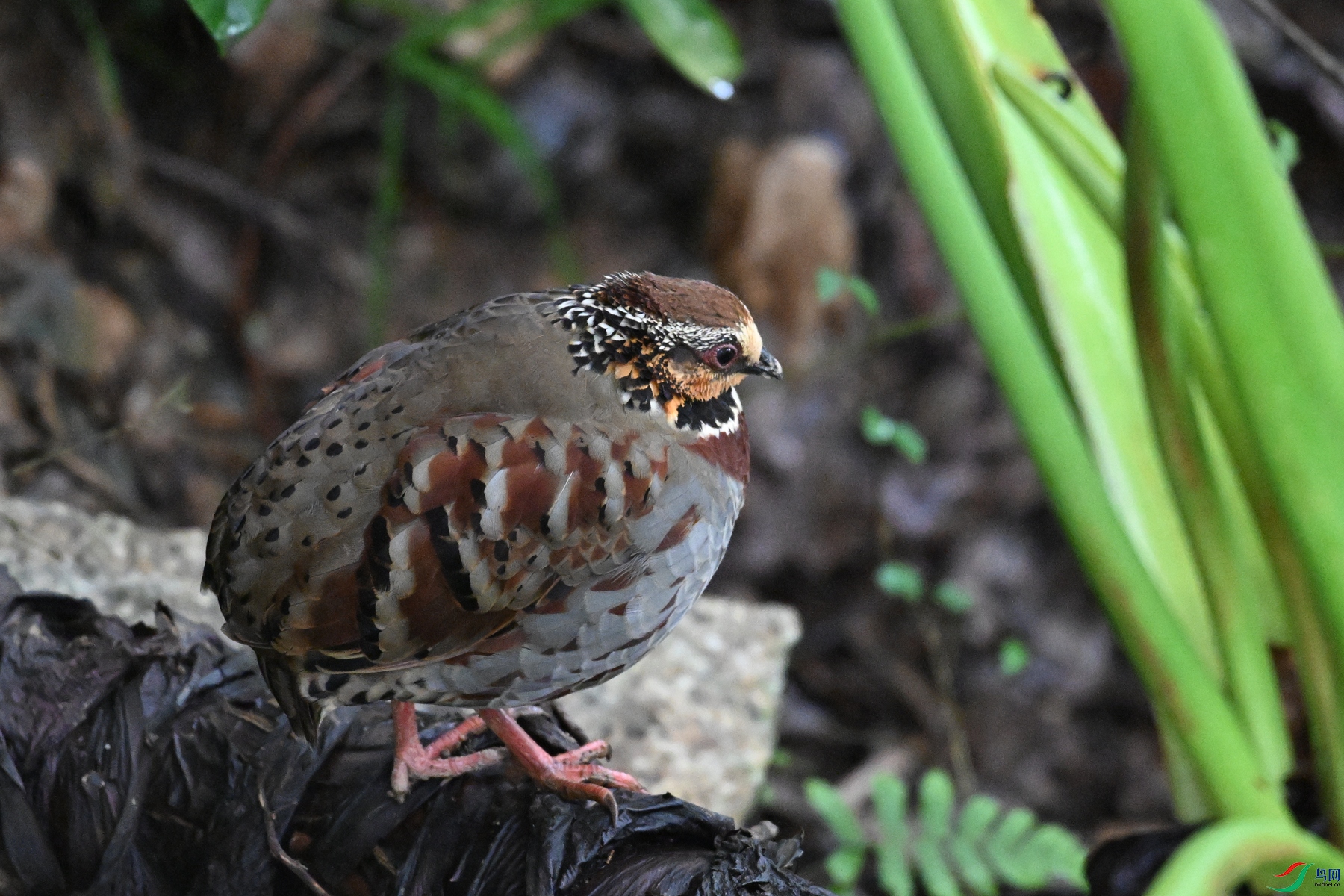 DSC_3677.JPG