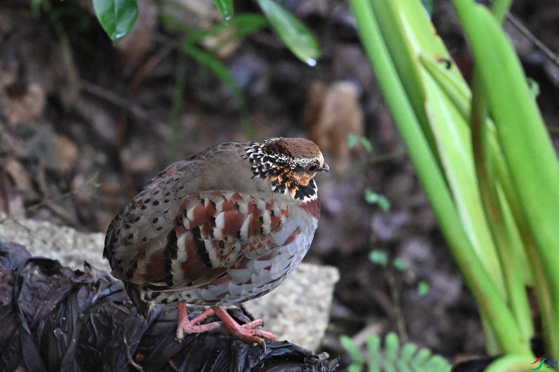 DSC_3679.JPG