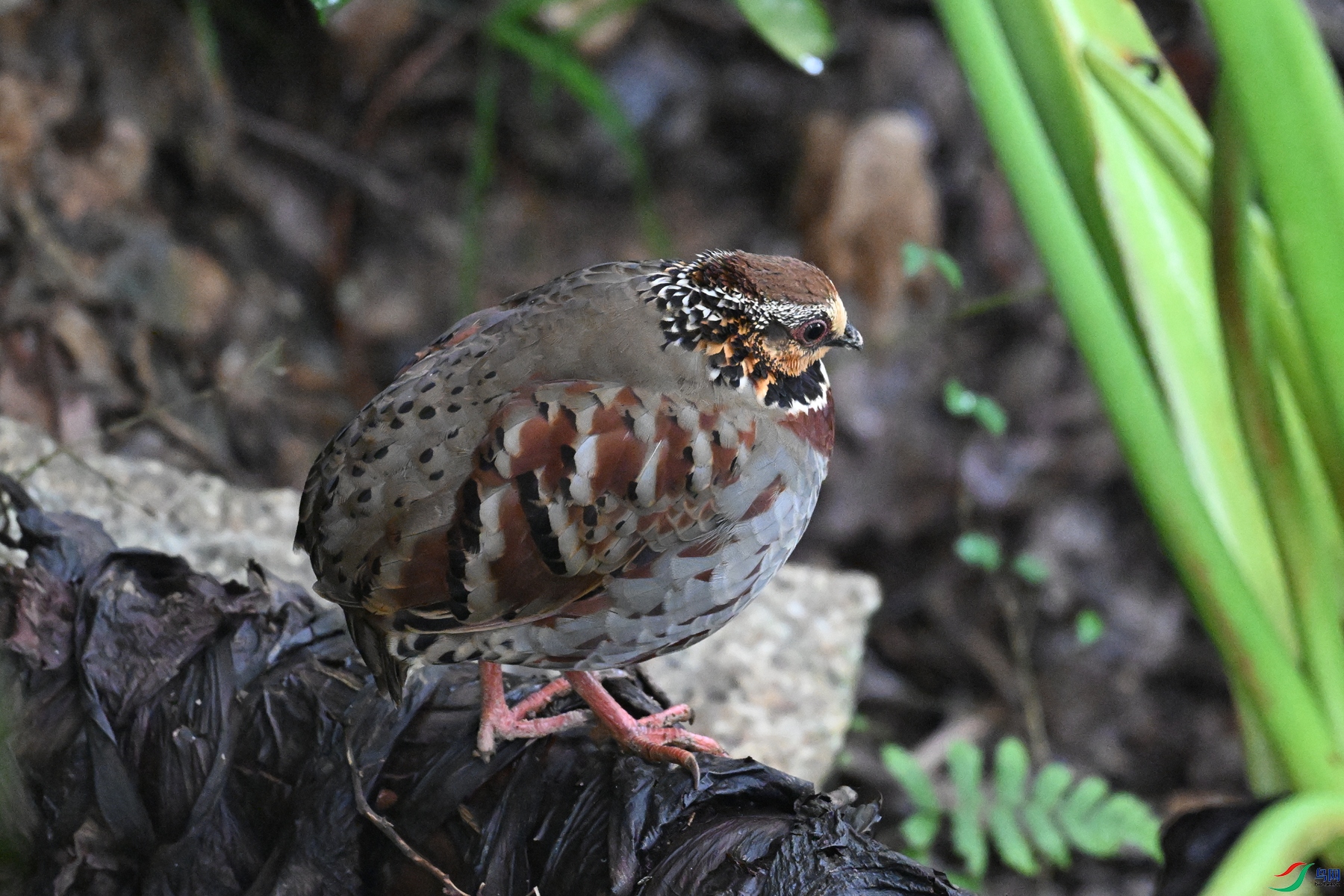 DSC_3682.JPG