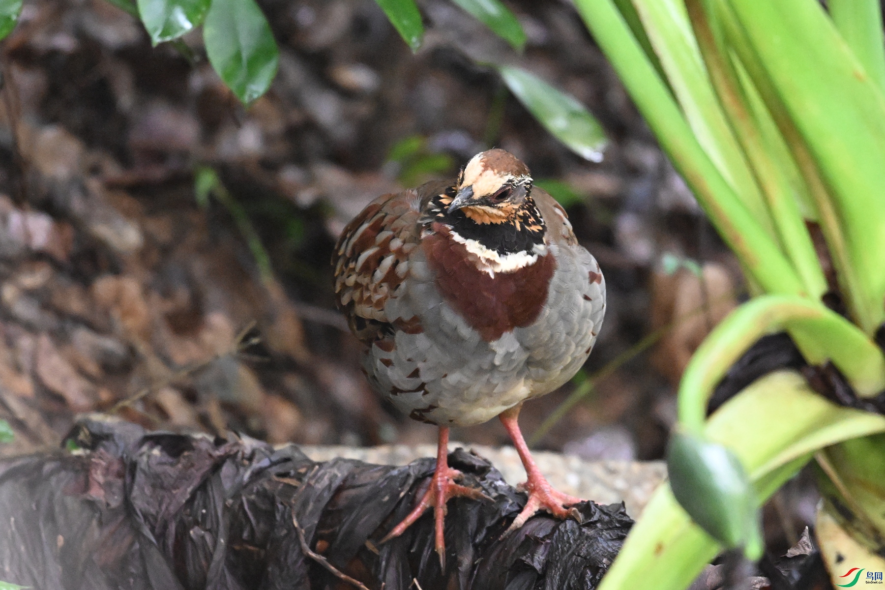 DSC_3696.JPG