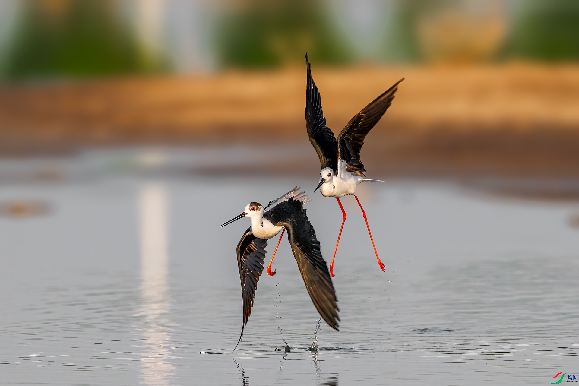 _DSC1277.jpg