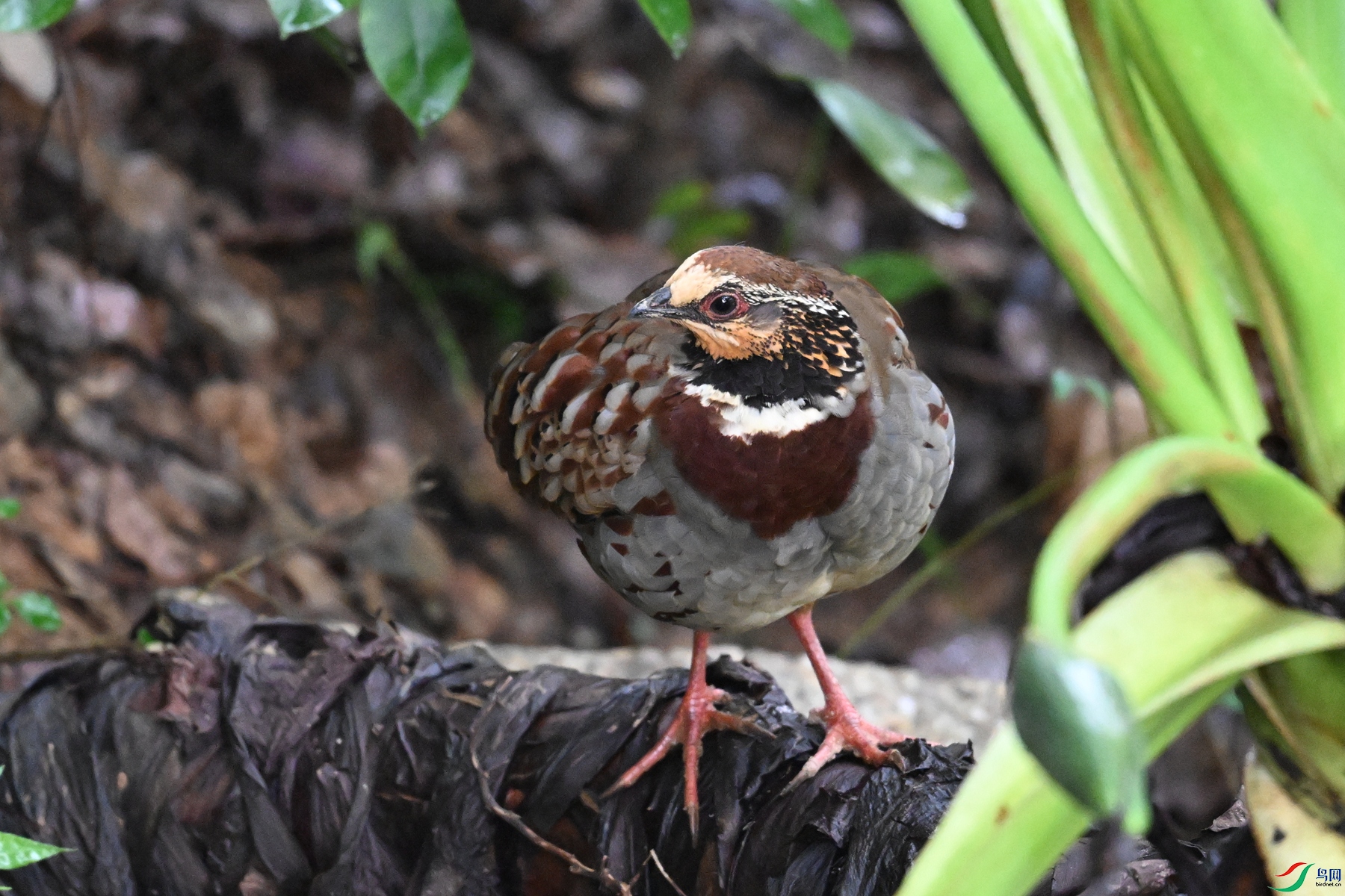 DSC_3699.JPG