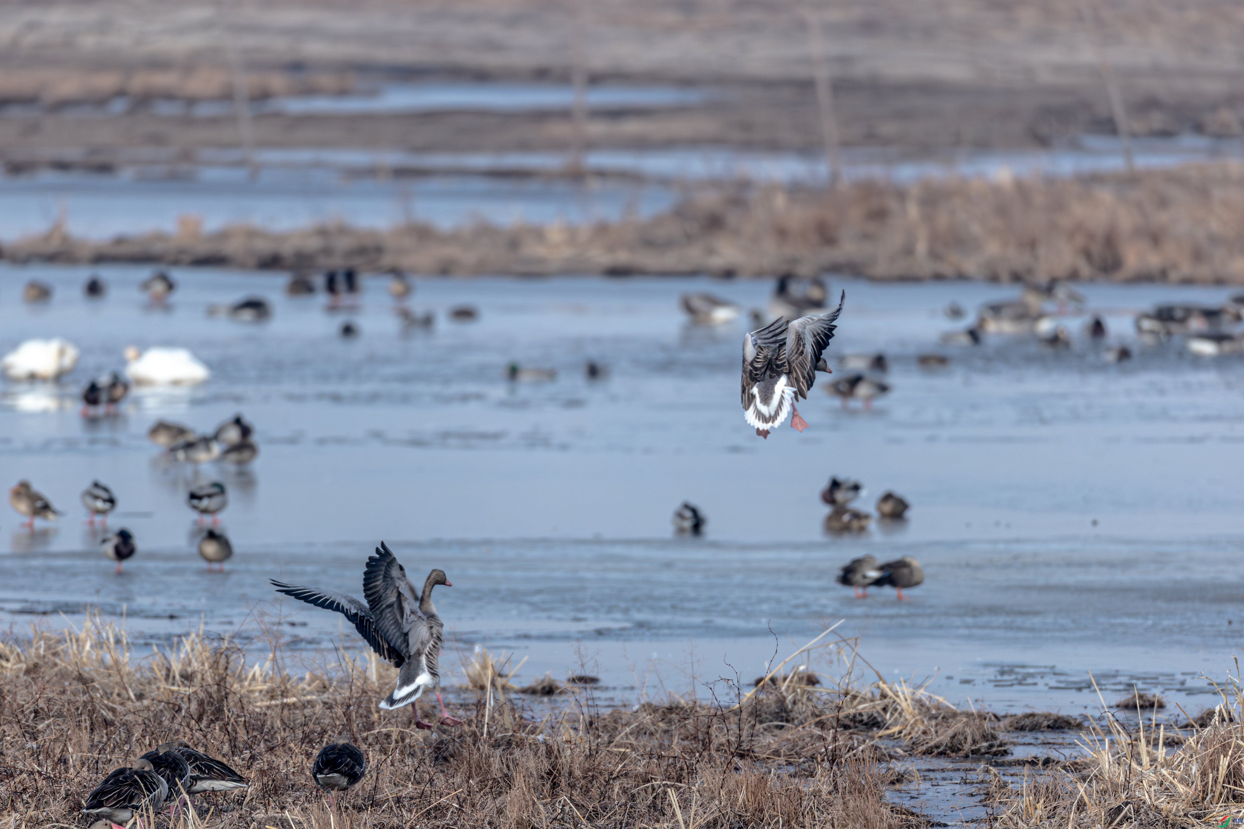 ��Ⱥ�̶2