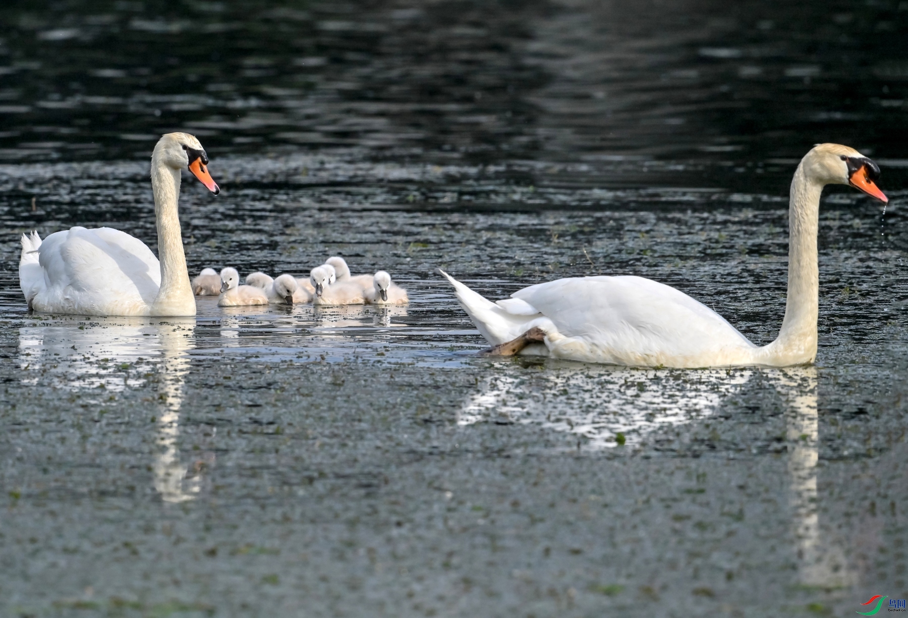 DSC_3681�ټҳ���.jpg