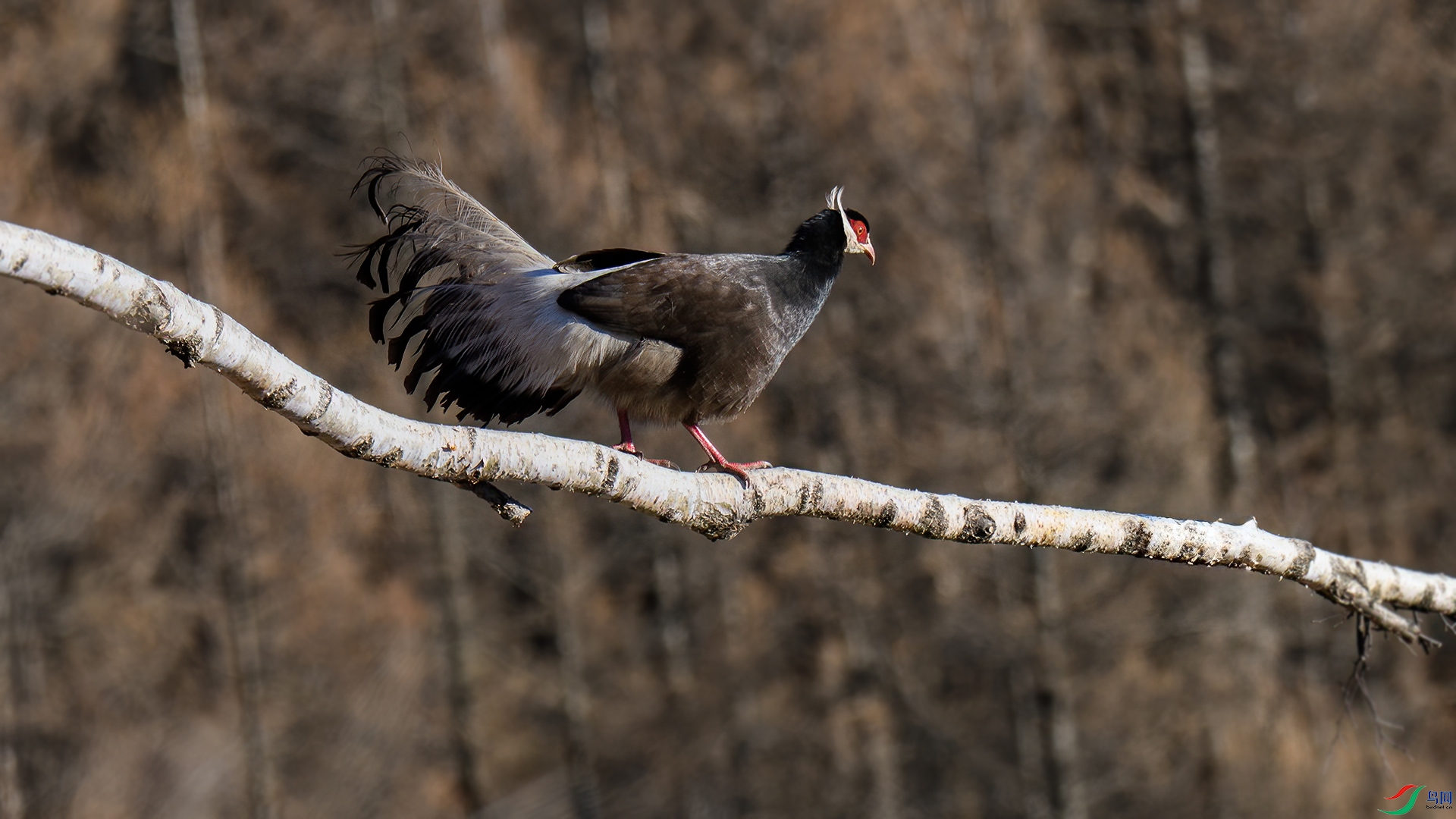 DSC_1778-20250713��.jpg