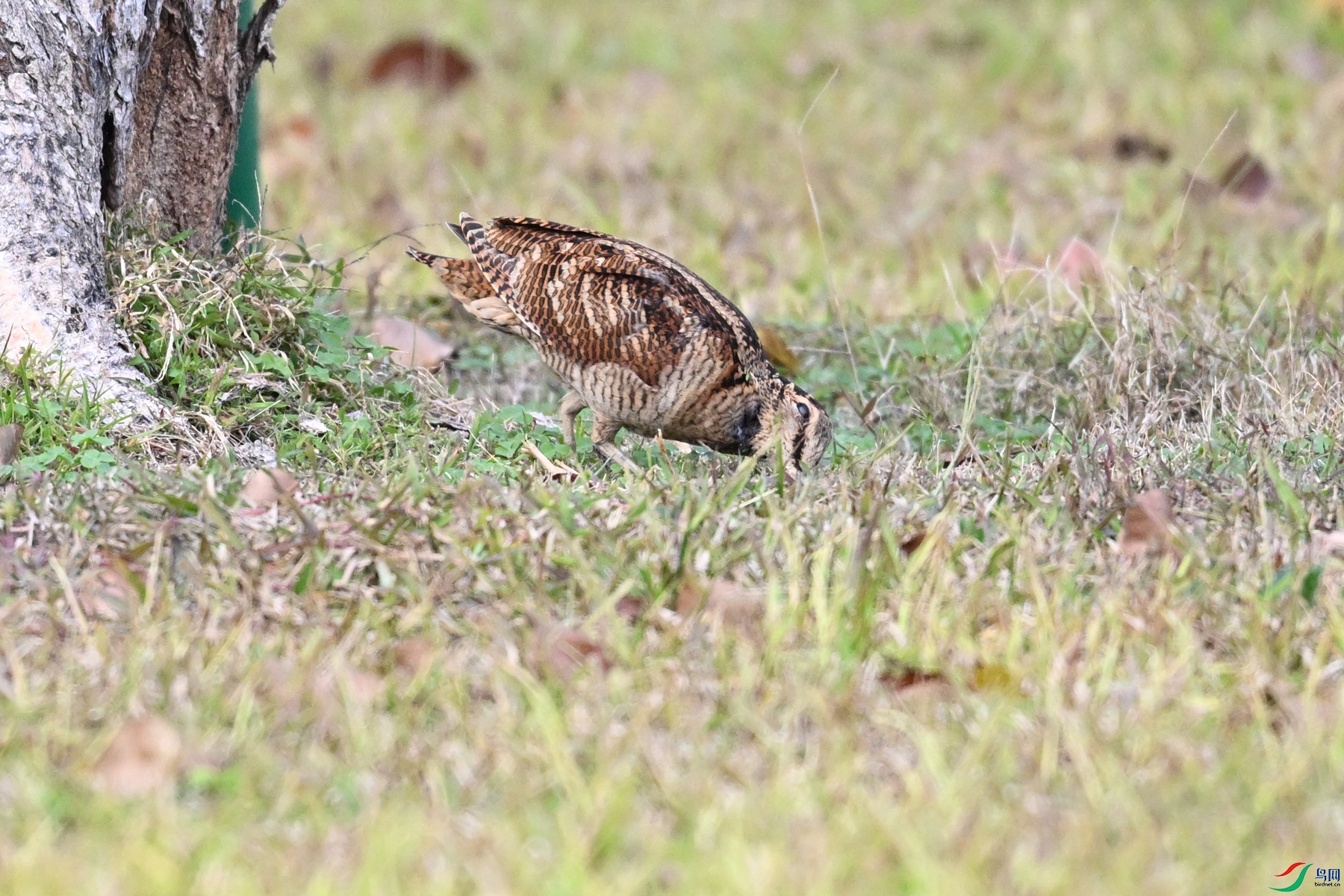 DSC_8547.JPG