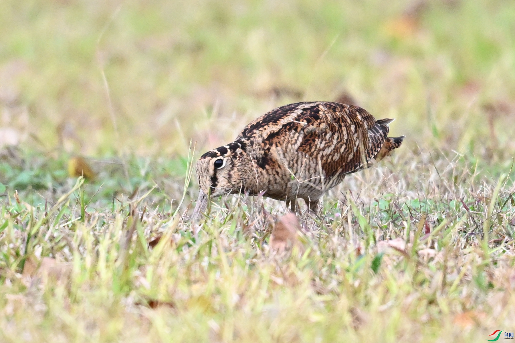 DSC_8560.JPG