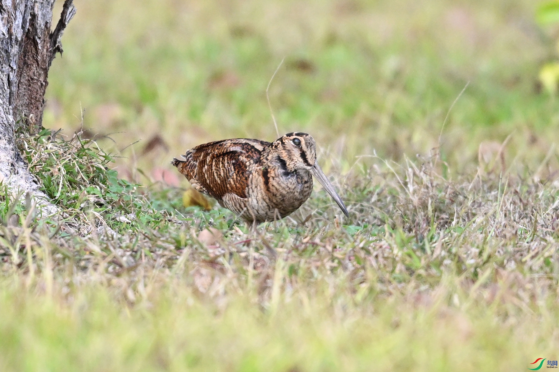 DSC_8529.JPG