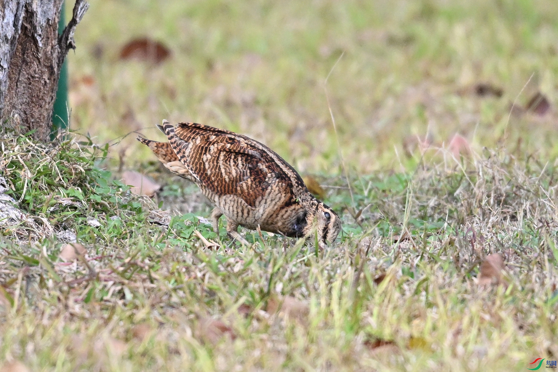 DSC_8549.JPG