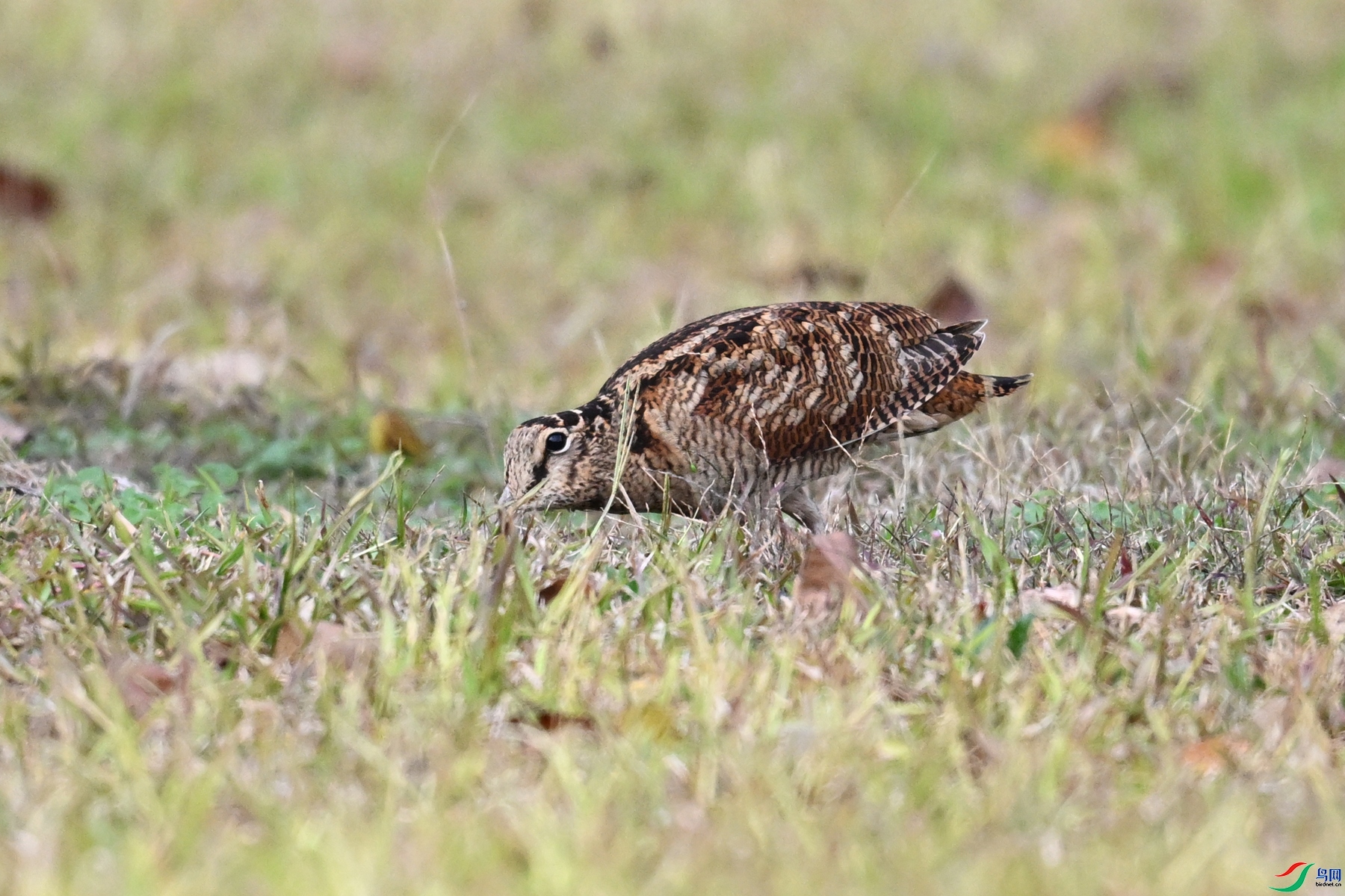 DSC_8563.JPG