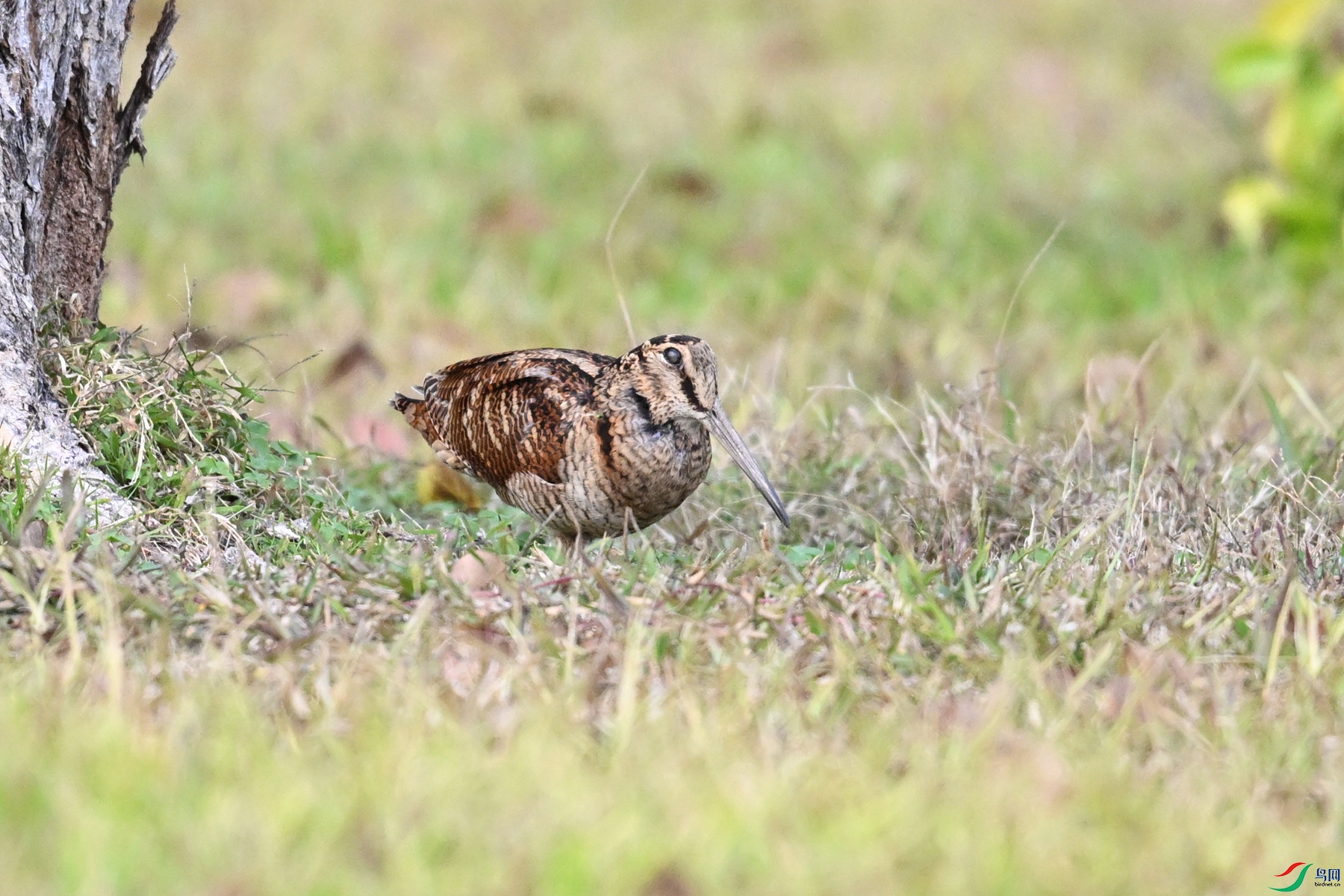 DSC_8530.JPG